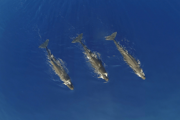 Un terzetto di capodogli (Physeter macrocephalus), ripresi dall’alto con un drone. Questi cetacei, che arrivano a 18 metri di lunghezza, possono immergersi fino a 2000 metri di profondità per cacciare grandi calamari.