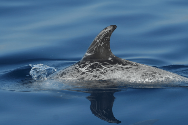 Dettaglio della pinna dorsale di un grampo (Grampus griseus), un parente dei delfini lungo circa 3 metri, che si incontra in mare aperto. Foto – Fondazione CIMA