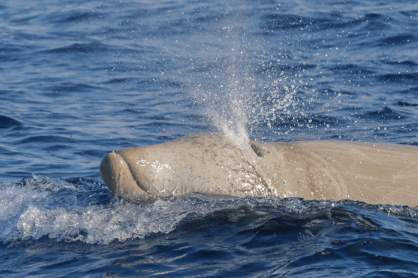 Dettaglio del capo di uno zifio (Ziphius cavirostris), uno dei cetacei più difficili da avvistare, a causa delle limitata attività in superficie. Raggiunge i 6 metri di lunghezza e si immerge in profondità fino a 2000 metri. Foto – Fondazione CIMA