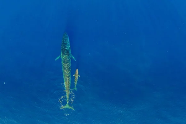 Una balenottera comune (Balaenoptera physalus), il più grande cetaceo del Mare Mediterraneo, che raggiunge i 25 metri di lunghezza. Una madre con il piccolo è ripresa dall’alto con un drone. 
Foto – Fondazione CIMA