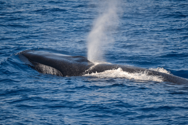 A fin whale (Balaenoptera physalus), with its blowhole in operation, used for breathing. Photo – CIMA Foundation