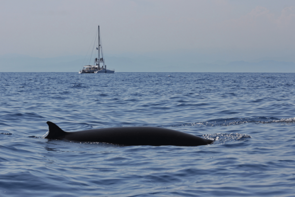 A Cuvier's beaked whale (Ziphius cavirostris) near a sailboat used for scientific observations. Photo - CIMA Foundation