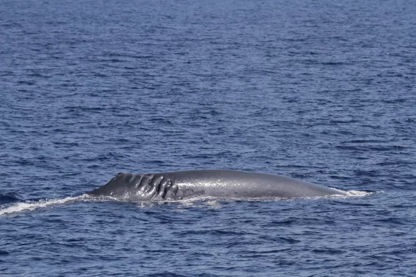 Detail of the back of a fin whale (Balaenoptera physalus) with scars caused by a propeller. Sometimes these cetaceans are injured by fast-moving boats. One of Conceptu Maris' objectives is to avoid these accidents. Photo – CIMA Foundation