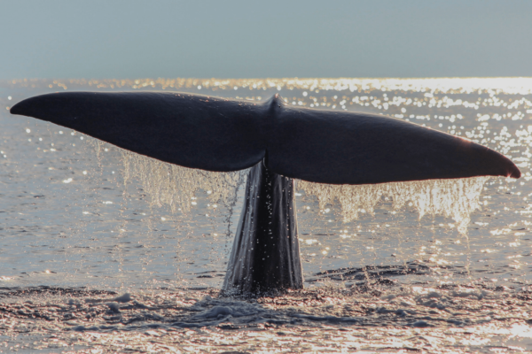 The large tail of a sperm whale (Physeter macrocephalus), which can reach 4 meters in width, raised out of the water in the moment before a deep dive. Photo – CIMA Foundation