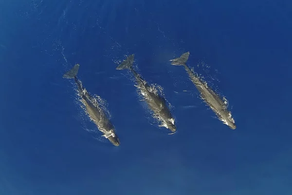 A trio of sperm whales (Physeter macrocephalus), filmed from above with a drone. These cetaceans, which reach 18 meters in length, can dive up to 2000 meters deep to hunt large squid.
