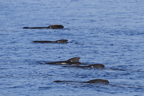 Un gruppo di globicefali (Globicephala melas), cetacei appartenenti alla famiglia dei delfini, che raggiungono i 5 metri di lunghezza. Si avvistano spesso in famiglie numerose, perché sono molto sociali. Foto – Fondazione CIMA