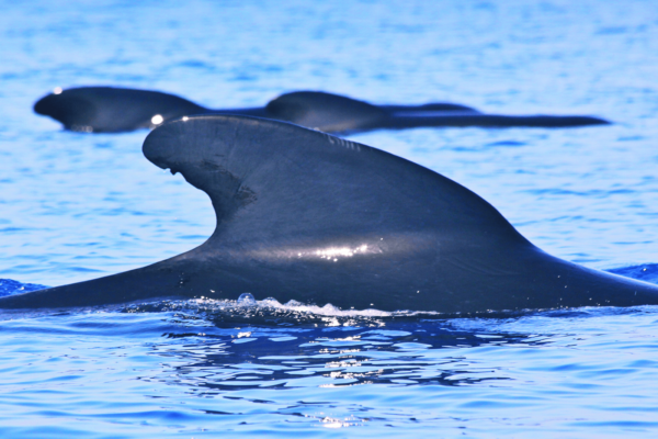 To distinguish individual cetaceans, such as these pilot whales (Globicephala melas), researchers often rely on small differences on the dorsal fin of individual animals. Photo – CIMA Foundation