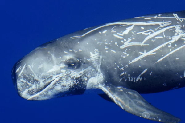 A Risso's Dolphin (Grampus griseus) taken below the surface. The marks on the body are caused by fights with its peers and by the squid it feeds on. Photo – CIMA Foundation