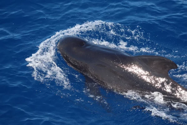 A pilot whale (Globicephala melas) moving rapidly on the surface. The dark color and spherical head make it immediately recognisable. Photo – CIMA Foundation