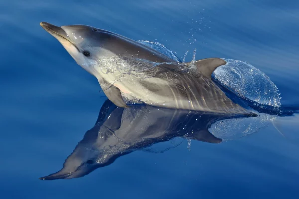 Una stenella striata (Stenella striata), un delfino che raggiunge i 2 metri di lunghezza. È uno dei cetacei che si osserva più spesso in mare aperto e che talvolta accompagna le barche in movimento. Foto – Fondazione CIMA