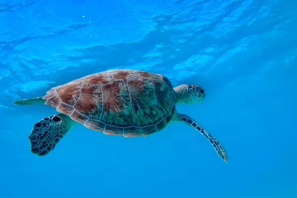 Una tartaruga verde (Chelonia mydas), specie legata ai mari caldi che si osserva raramente nel Mediterraneo. Foto – F. Tomasinelli/Triton