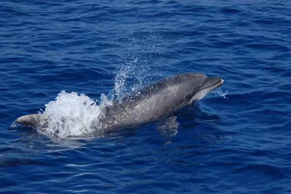 Una tursiope (Tursiops truncatus), un delfino adattabile, lungo fino a 3 metri, che spesso si porta in acque costiere, anche vicino alla riva. Foto – Fondazione CIMA