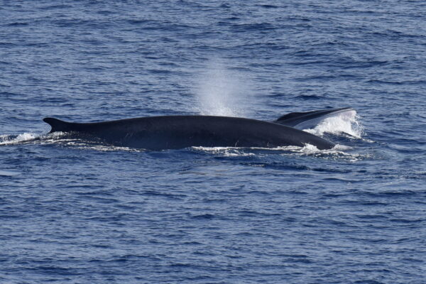 A fin whale (Balaenoptera physalus) with its calf of about two years surfacing. Photo – F. Tomasinelli/Tritone