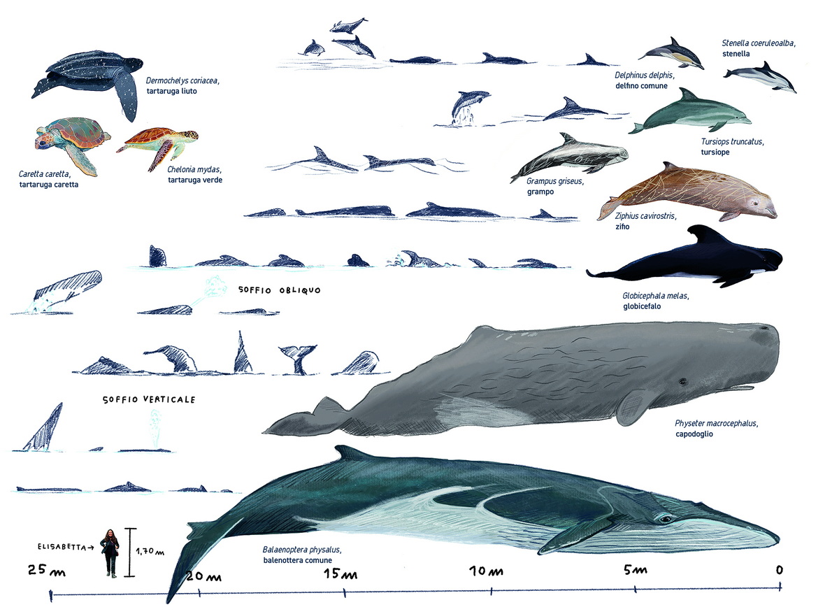 In alto mare_Cover_301020252_2