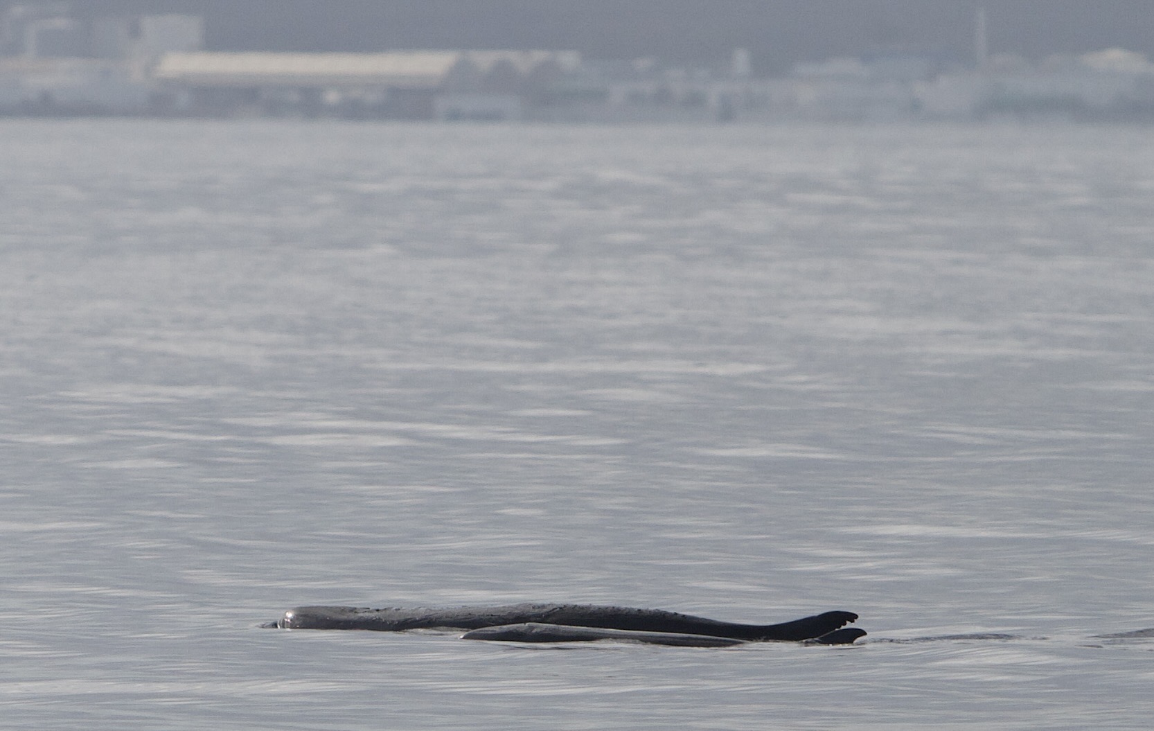 Il DNA ambientale svela la presenza del capodoglio pigmeo